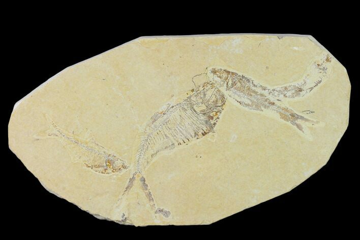 Bargain, Fossil Fish Plate - Wyoming #138622
